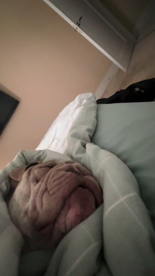 TikTok video thumbnail by brunothemeatloaf