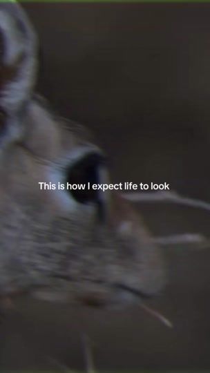 TikTok video thumbnail by cmackwildlife