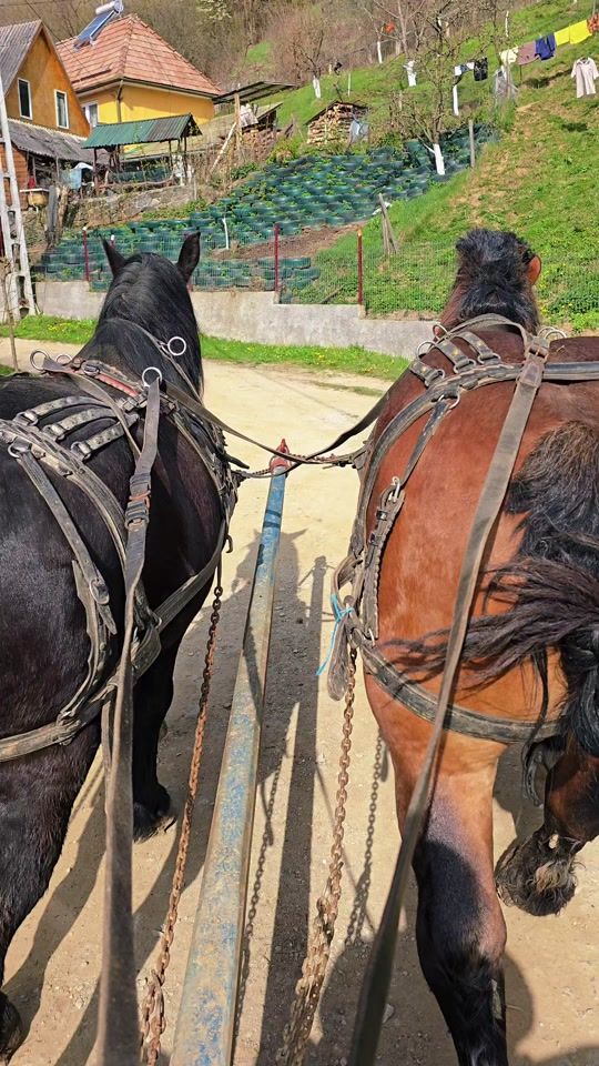 TikTok video thumbnail by alexfarcas99cay