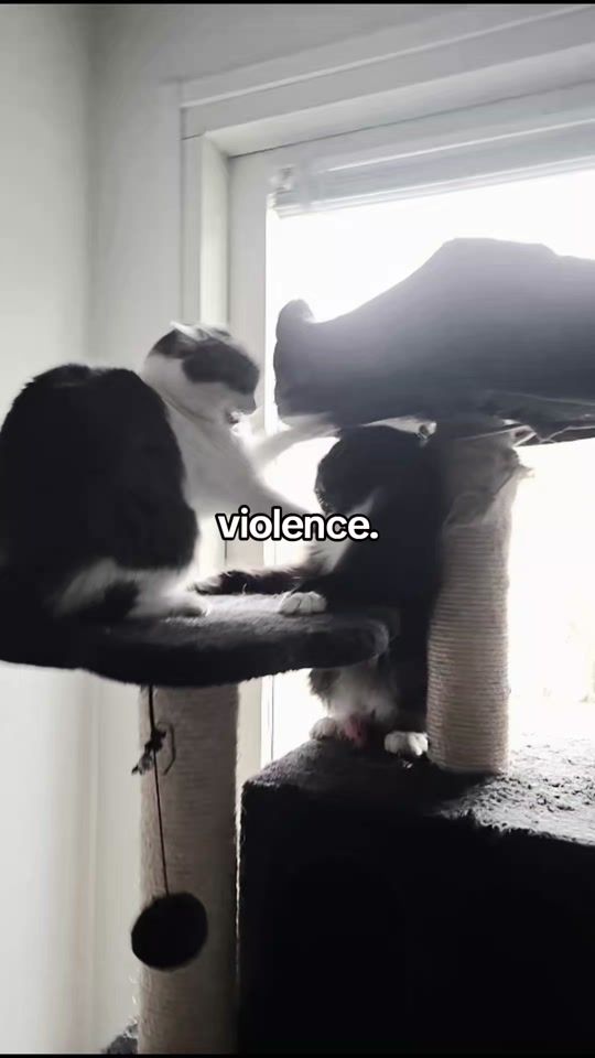 TikTok video thumbnail by _meowzer5