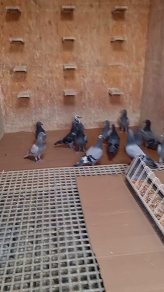 TikTok video thumbnail by valentin_tulbita