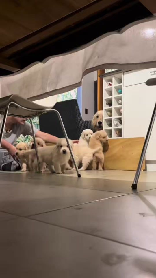 TikTok video thumbnail by doggydude