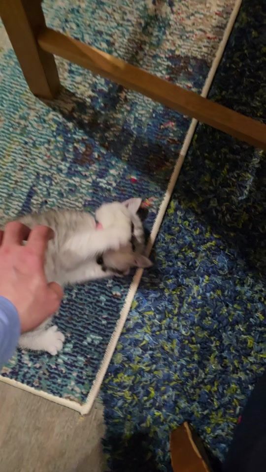 TikTok video thumbnail by arcadimardari