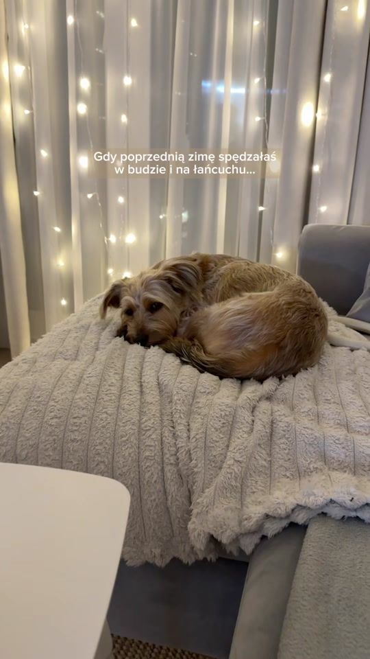 TikTok video thumbnail by jack_russell_ptys