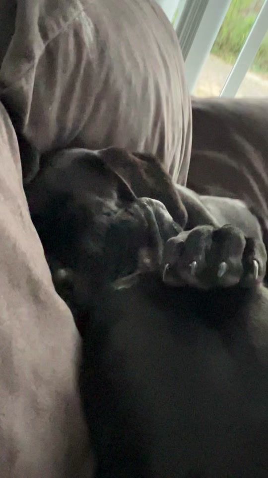 TikTok video thumbnail by canecorsoargo