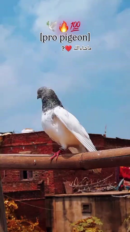 TikTok video thumbnail by fnkarop