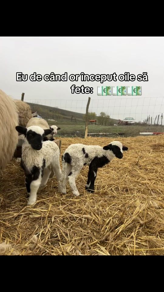 TikTok video thumbnail by denisa.maria16