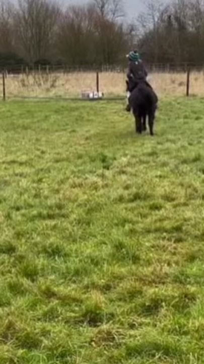 TikTok video thumbnail by flos_wilkins