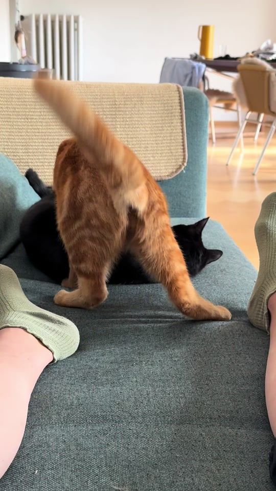 TikTok video thumbnail by pabloepicasso