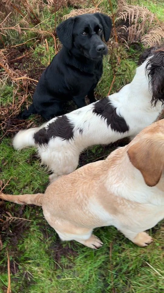 TikTok video thumbnail by skeneparkgundogs