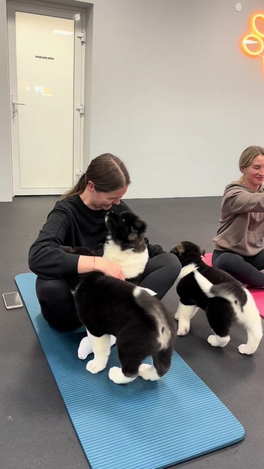 TikTok video thumbnail by puppyoga_lietuva