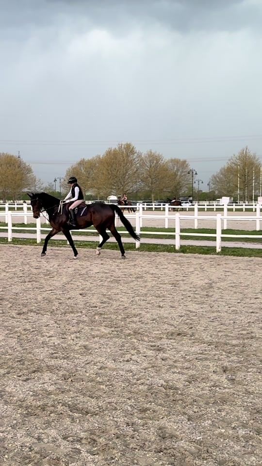 TikTok video thumbnail by flipsi.showjumping