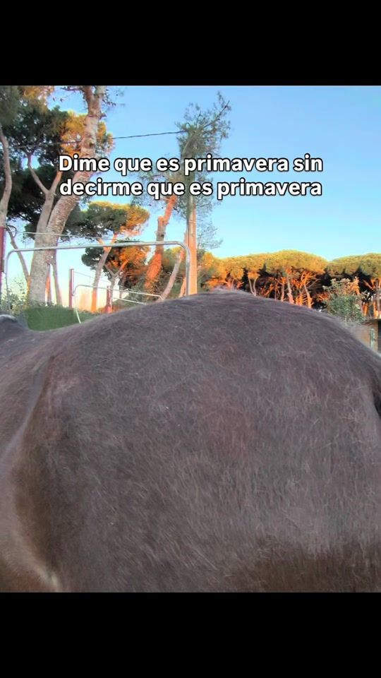 TikTok video thumbnail by miscaballosyyooficial