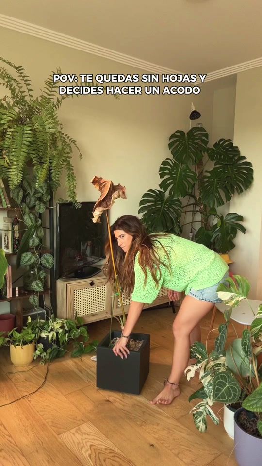 TikTok video thumbnail by plantitiscronica