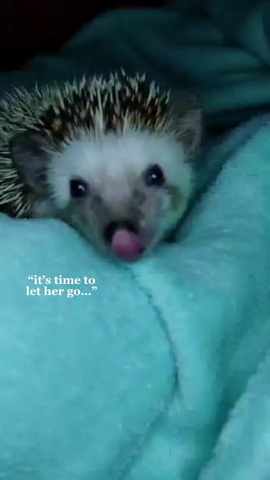 TikTok video thumbnail by pukehedgehog