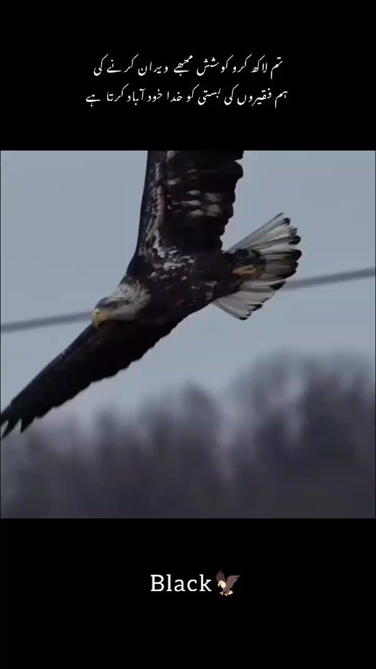 TikTok video thumbnail by iloveeagle945