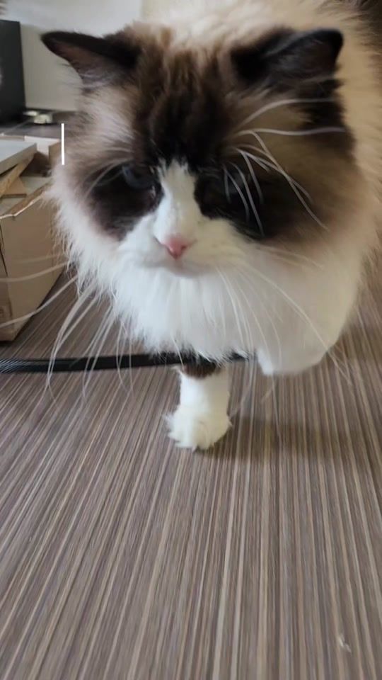 TikTok video thumbnail by mispule925