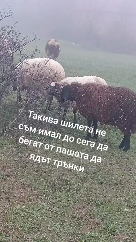 TikTok video thumbnail by preslavatanasov37