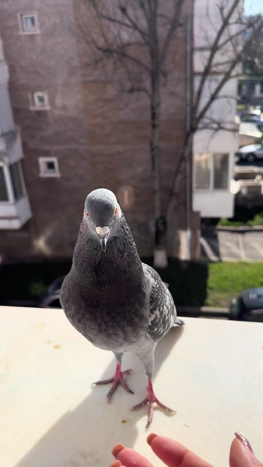 TikTok video thumbnail by andreea.deutzzz