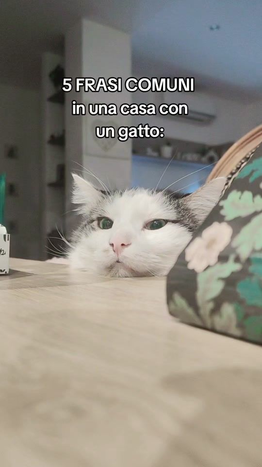 TikTok video thumbnail by aliceei4gattoni