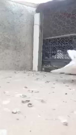 TikTok video thumbnail by shzadh4