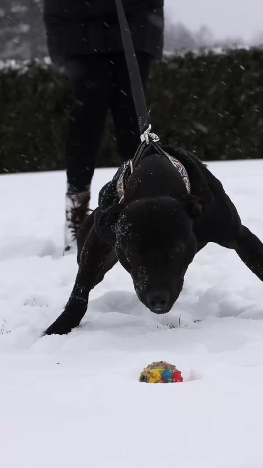 TikTok video thumbnail by forest_hill_kennel