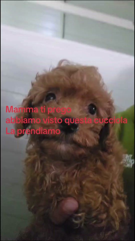 TikTok video thumbnail by marghe40711
