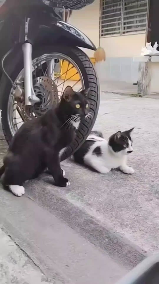 TikTok video thumbnail by 2madecam