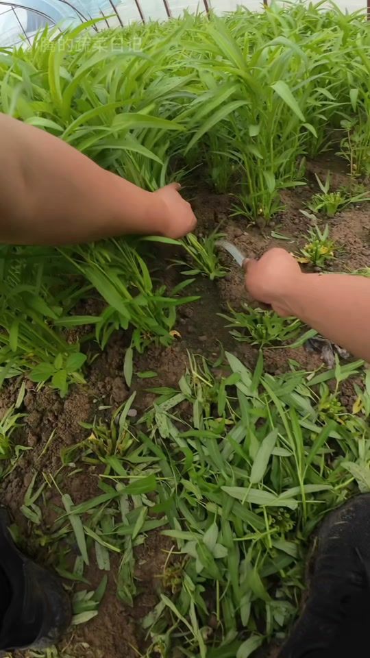 TikTok video thumbnail by kena18287