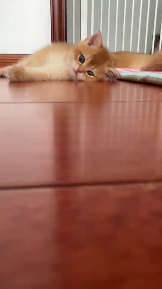 TikTok video thumbnail by katt.cutee