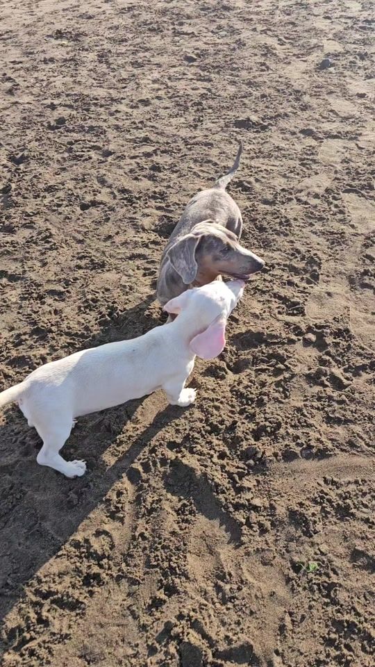 TikTok video thumbnail by poldindachshund