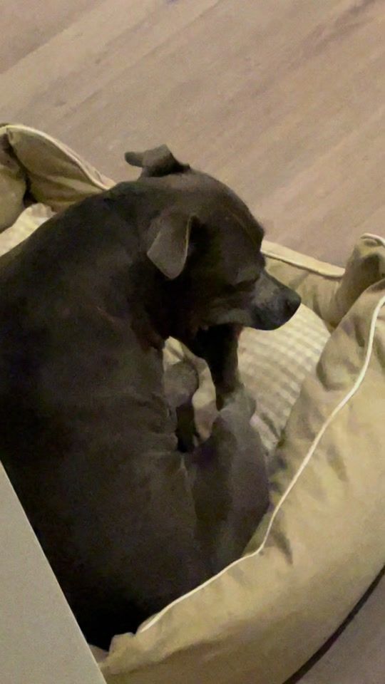 TikTok video thumbnail by stellastaffy