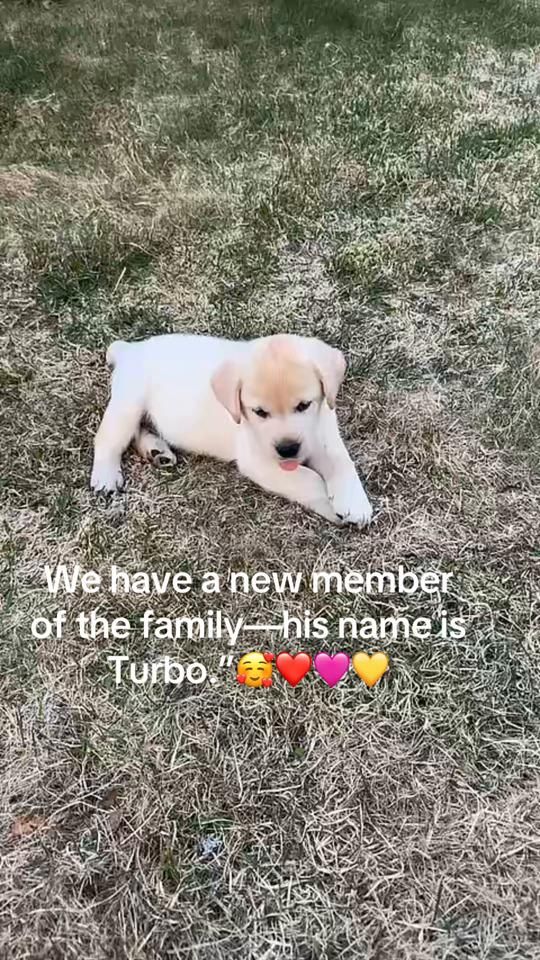TikTok video thumbnail by tarusthehusky