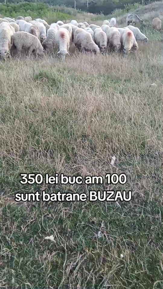 TikTok video thumbnail by nicucolonelu