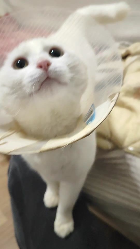 TikTok video thumbnail by fluffy_thepersiancat