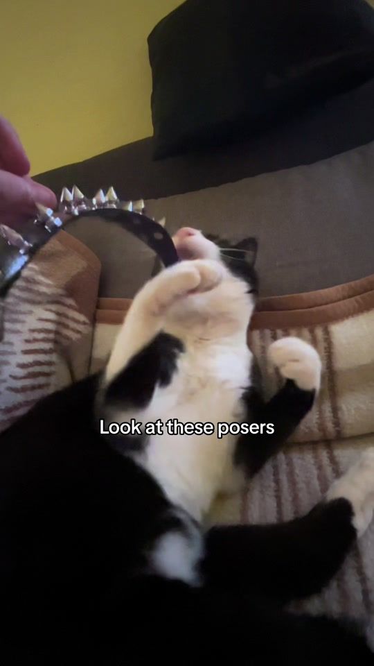 TikTok video thumbnail by alikecat27
