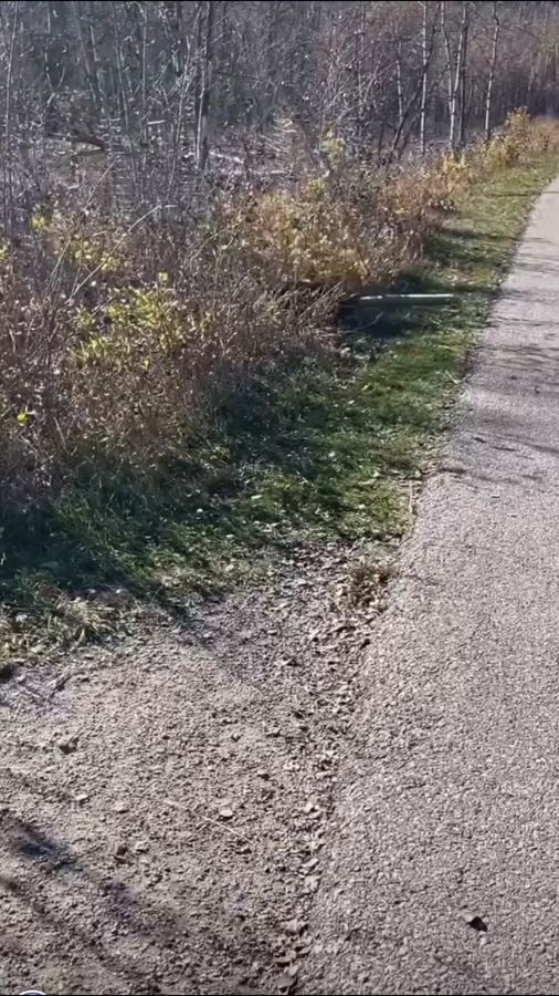 TikTok video thumbnail by paixnature