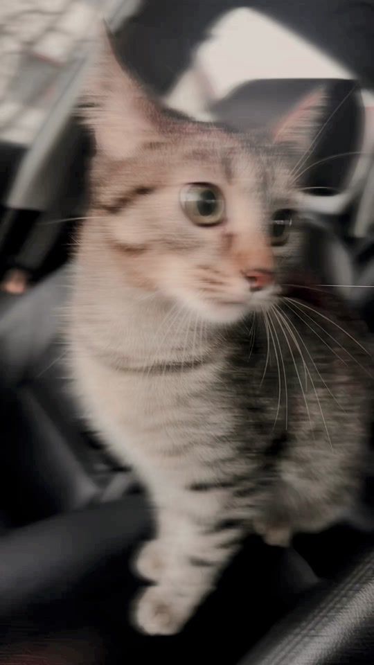 TikTok video thumbnail by blzsp8