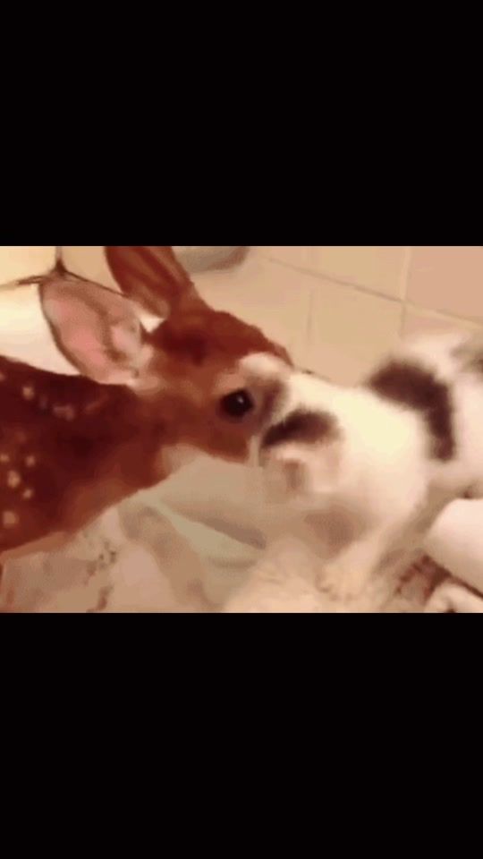 TikTok video thumbnail by xo346_
