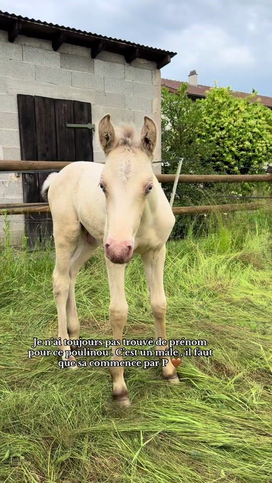 TikTok video thumbnail by domaine_du_charmey