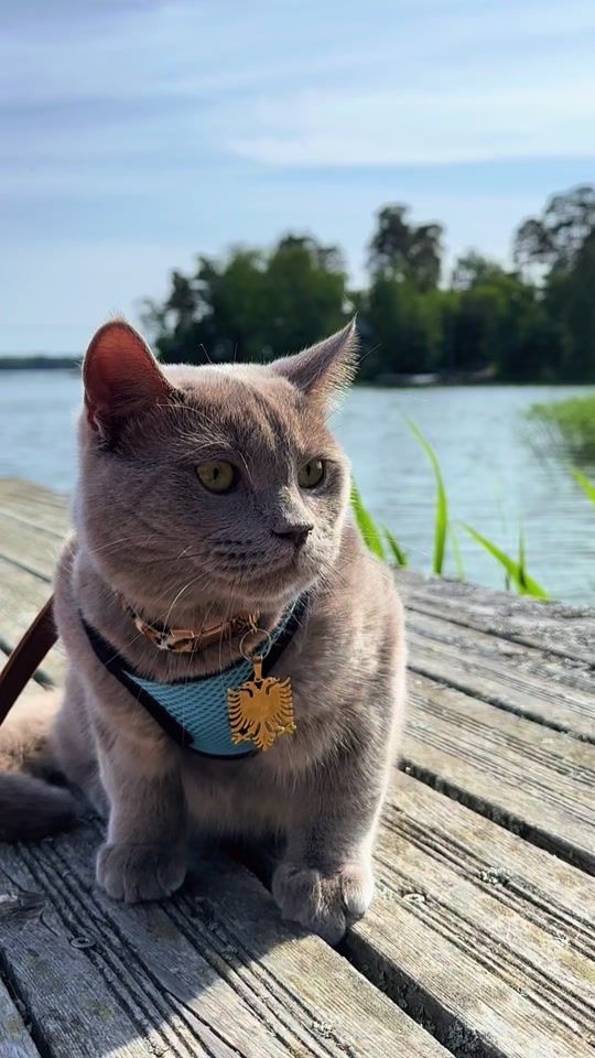 TikTok video thumbnail by george_mmeow