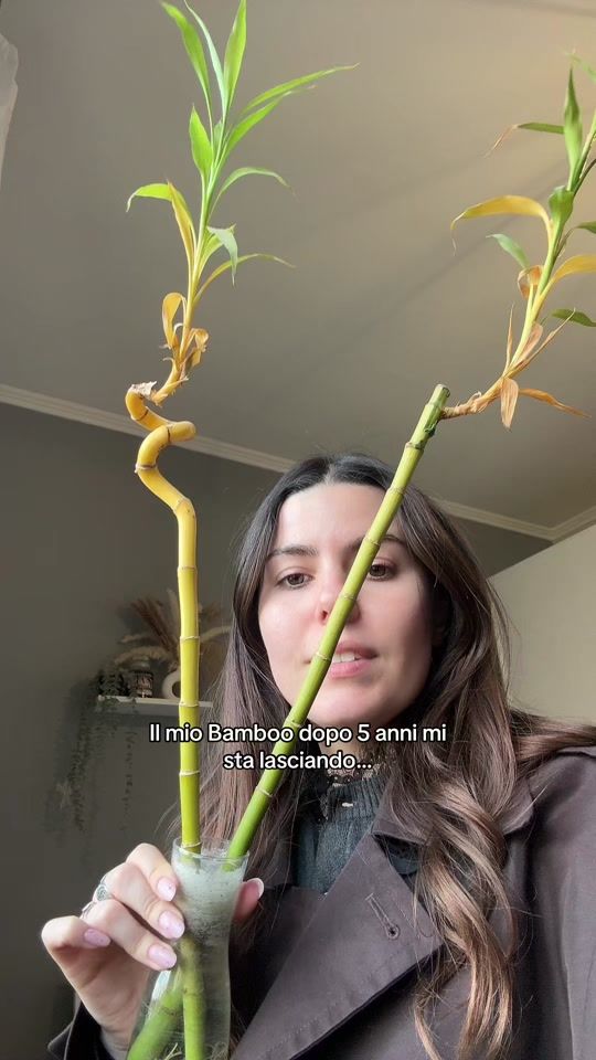 TikTok video thumbnail by pamelapaolini.2