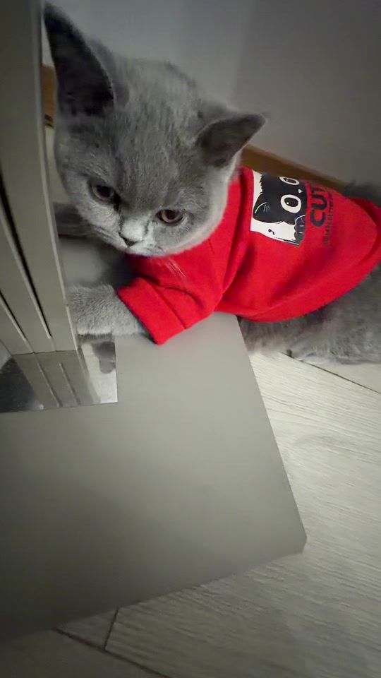 TikTok video thumbnail by ina_official91