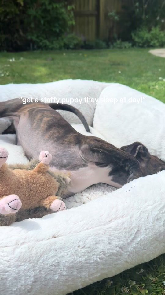 TikTok video thumbnail by maple.the.staffy