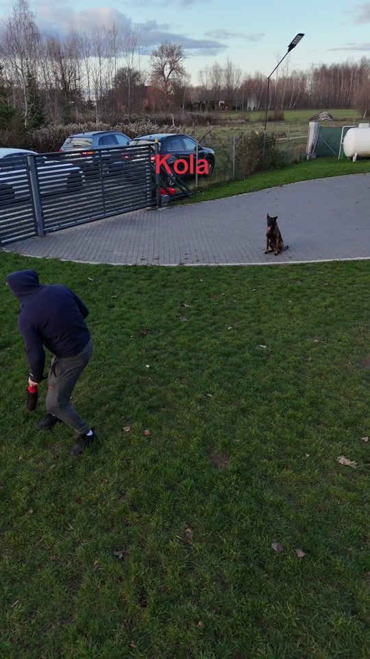 TikTok video thumbnail by kmk9_szkola