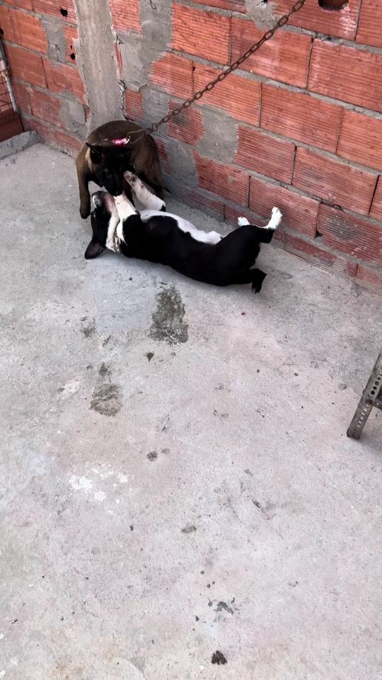 TikTok video thumbnail by seiff_k9