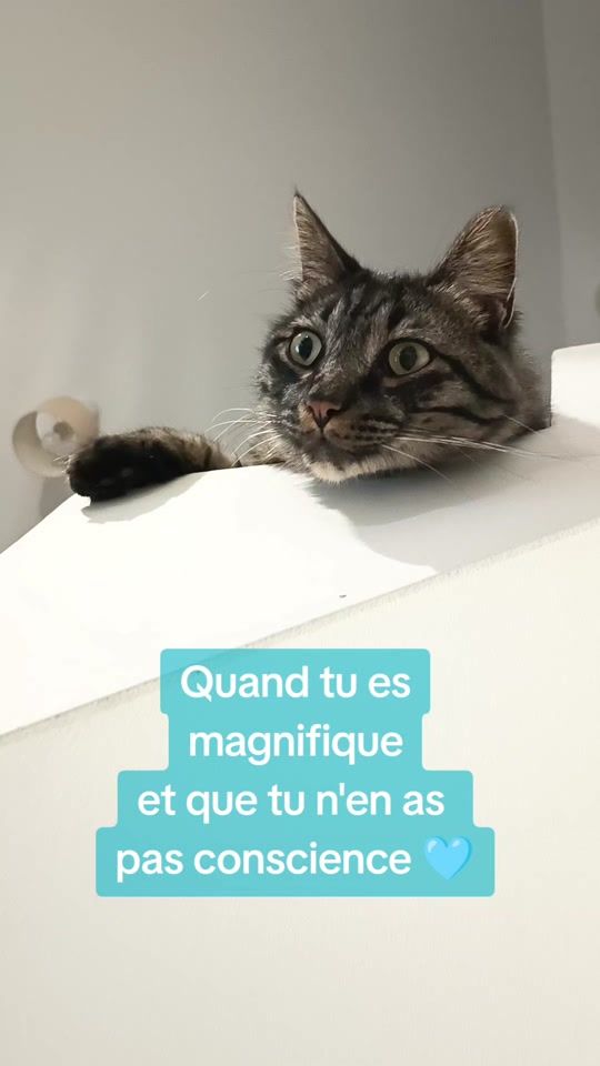 TikTok video thumbnail by fivecats07