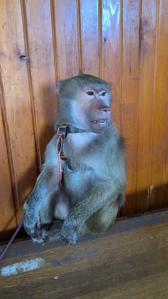 TikTok video thumbnail by i.wildlifefoundation