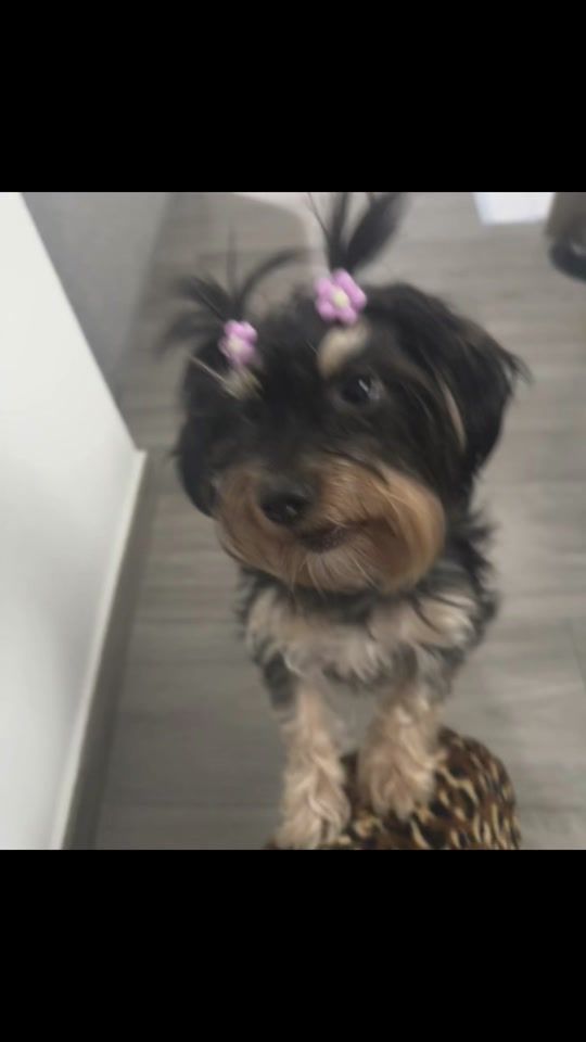 TikTok video thumbnail by 2810morena