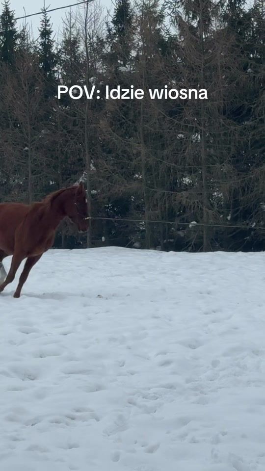 TikTok video thumbnail by mizerkaequine